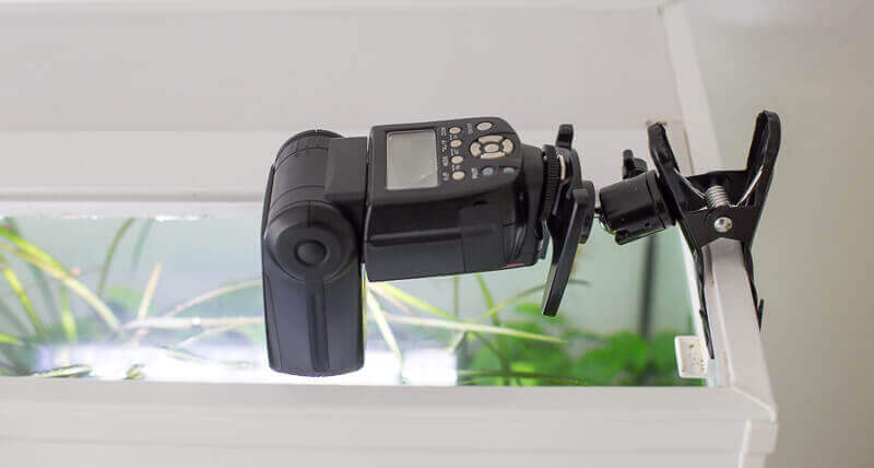 Aquarien fotografieren, Blitzklammer mit Systemblitz im Einsatz