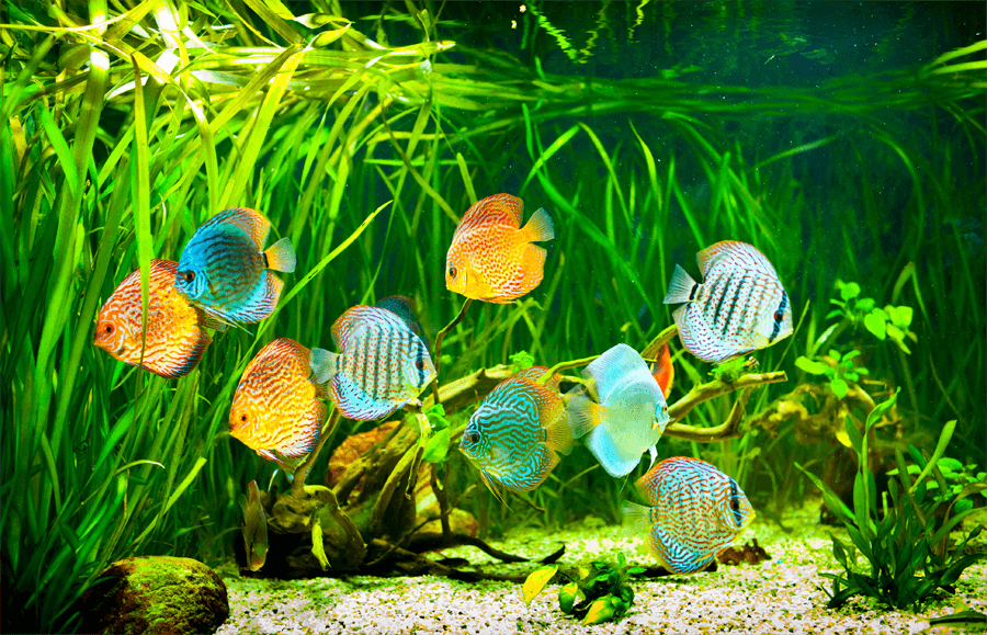 Aquarium mit Diskusfischen