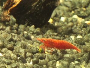 Redfire, Rote Zwerggarnele